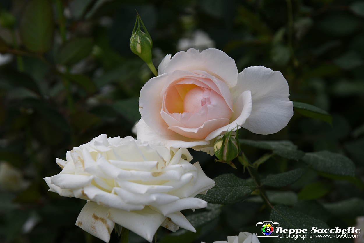 VBS_3565 - Floreal 2023 - Vivere con le piante.jpg